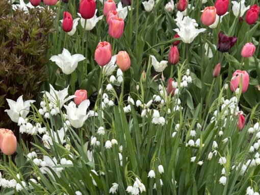 Tulip Festival