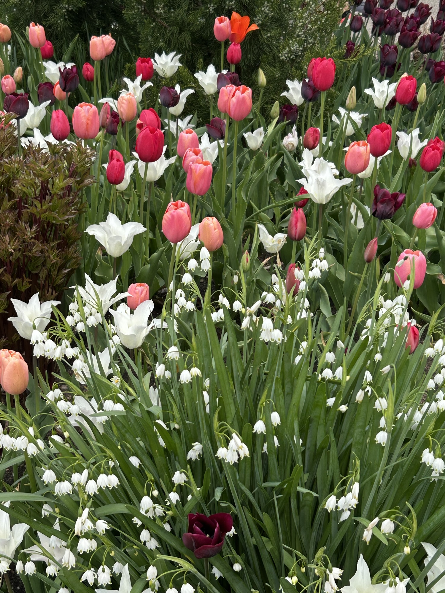 Tulip Festival