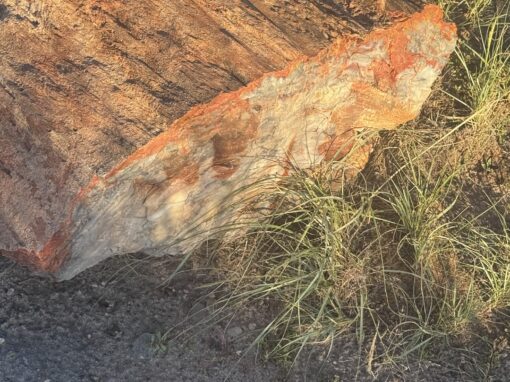 Route 66 Day 10 —Petrified Forest